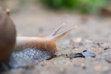 Macro shoot snail are slowly crawling on the soil ground after rain close-up.