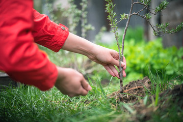 Gardener is planting a sea buckthorn tree branch close up.
