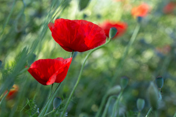 Fototapeta premium Poppi field
