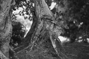 Tronc d'arbre et racines .