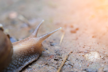 Macro shoot snail are slowly crawling on the soil ground after rain with orange light close-up.