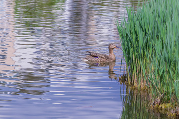 The duck swims in the water of the pond and the image is reflected in the water.