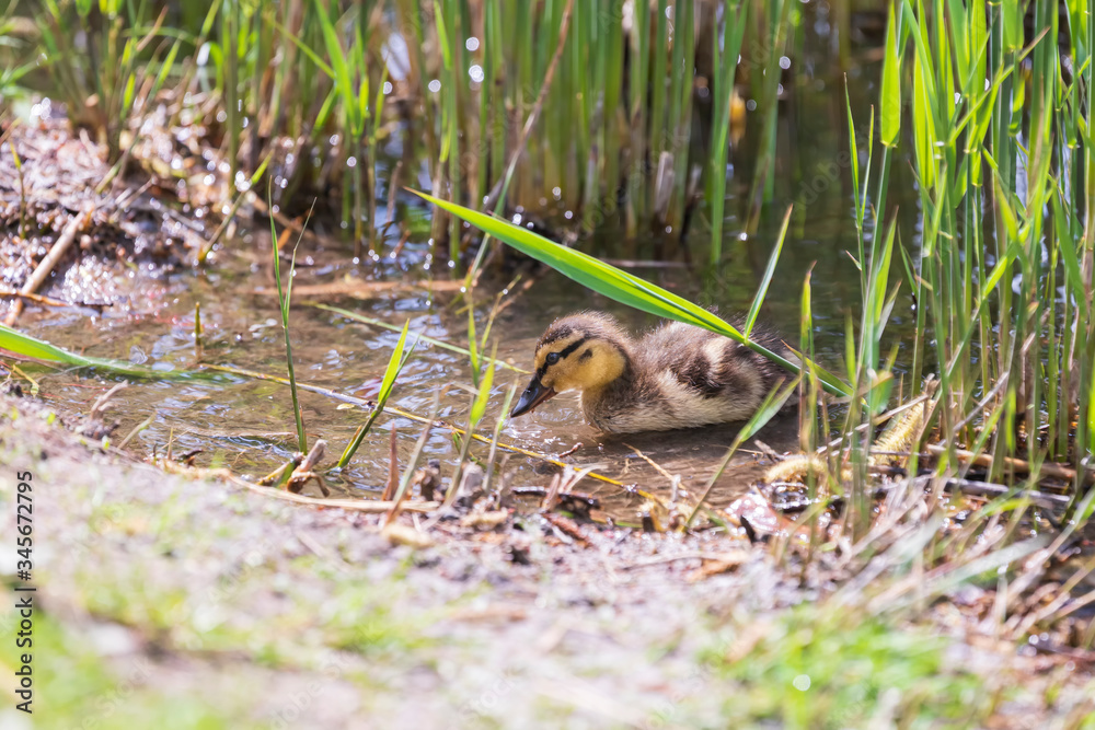 Wall mural A young duck is in the water of a pond.