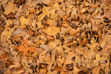 dry leaves on the ground
