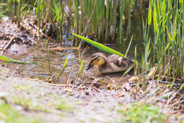 A young duck is in the water of a pond.