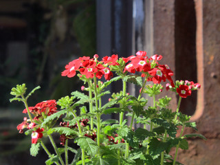 Lovely red flowers in spring blooming in a flower box in the window in Montreal, Plateau Mont Royal neighborhood rich with urban flora.