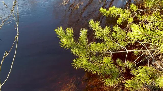 A river in a spring pine forest. The noise of water 