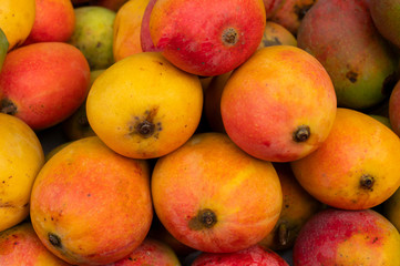 Mangos, juicy stone fruits (drupe), produced from flowering plant genus Mangifera, are on display for sale. Favourite food of Bengalis, being sold at New Market area, Kolkata, West Bengal, India.