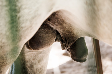White horse testicles and penis. The reproductive organ of an animal.