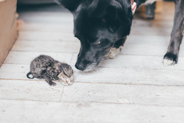 Black dog sniffing a little newborn tabby kitten and trying to help - adoption, diversity, cohabitation, charity and support concept