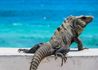Iguana