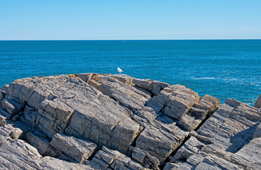 Lone seagull maintaining social distancing on a rocky shoreline in Portland Maine's Cape Elizabeth