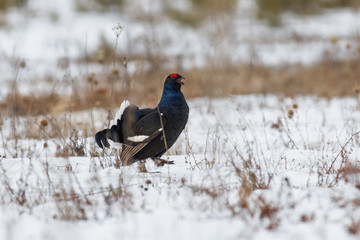black grouse utters mating-calls. black grouse in the field