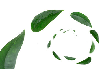 vividly flying green  leaves on white background, motion blur 