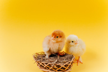 Two yellow cute small chicks sitting in nest on yellow background. Concept of easter postcard. Organic meat and egg on farm.