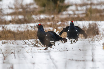 black grouse utters mating-calls. black grouse in the field