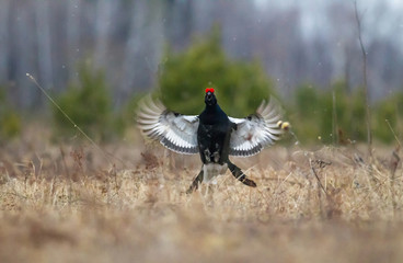 black grouse utters mating-calls. black grouse in the field