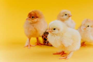 Two yellow cute small chicks sitting in nest on yellow background. Concept of easter postcard. Organic meat and egg on farm.