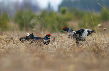 black grouse utters mating-calls. black grouse in the field