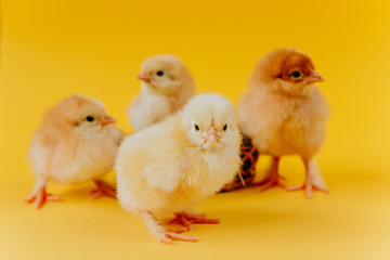 Two yellow cute small chicks sitting in nest on yellow background. Concept of easter postcard. Organic meat and egg on farm.