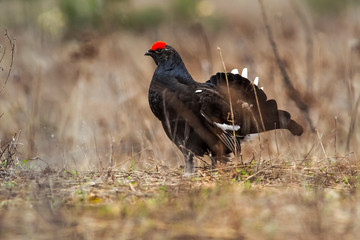 black grouse utters mating-calls. black grouse in the field