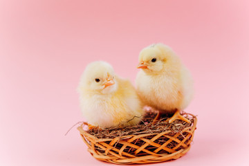Yellow cute small two chicks sitting in nest near eggs on pink background. Concept of easter postcard. Organic meat and egg on farm.