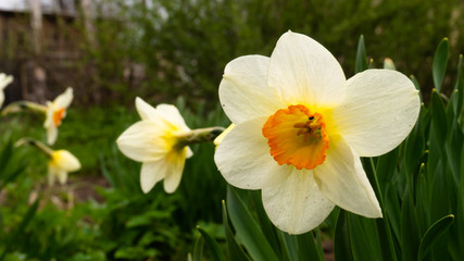 blooming daffodils. spring flowers in the garden. white and yellow colors.