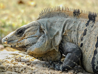 Iguana