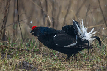 black grouse utters mating-calls. black grouse in the field