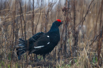 black grouse utters mating-calls. black grouse in the field