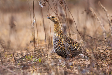 Female of a black grouse. bird in the field