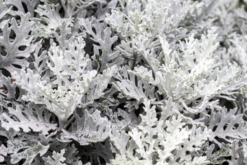 Cineraria seaside Silverado, silver grass or dust, genus of plants of the Asteraceae family, close to the genus Krestovnik, close-up