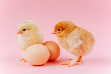 Yellow cute small two chicks sitting in nest near eggs on pink background. Concept of easter postcard. Organic meat and egg on farm.