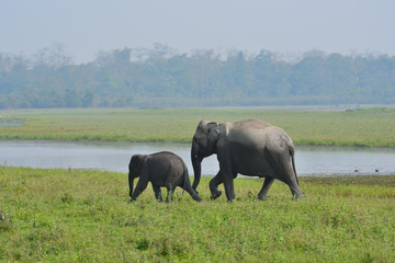 Obraz na płótnie Canvas elephants in the river