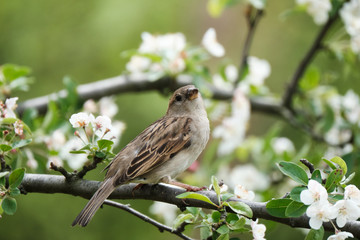 Quirky sparrow on a branch