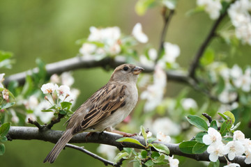 Sparrow in profile on a branch