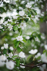 white jasmine flower in spring