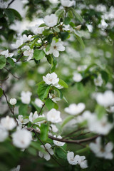 white jasmine flower in spring