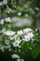 white jasmine flower in spring