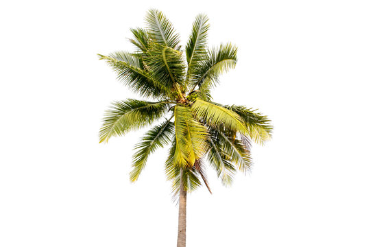 coconut tree isolated on white background.