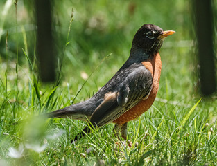 Robin on the grass