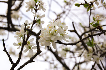 Cherry blossom