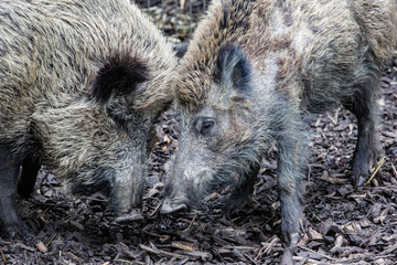 zwei Wildschweine