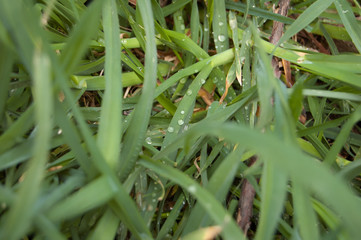 Dew on the grass
