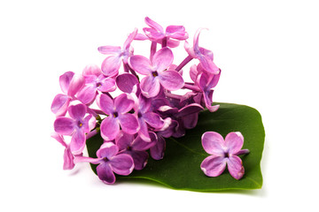 Beautiful blossoming lilac on white background. Copy space