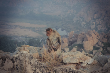 Wild monkeys in India at dawn