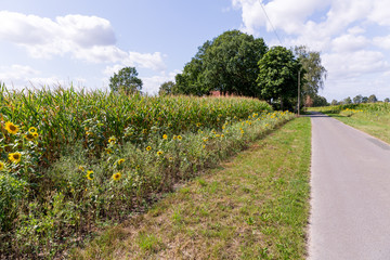Fototapeta na wymiar Sonnenblume am Wegesrand vor einem Maisfeld