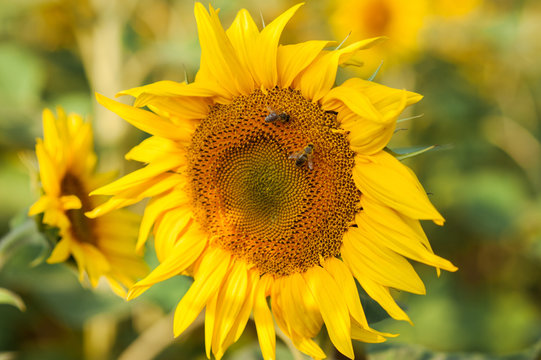 Horizontal photo of a beautiful sunflower and two honey bees sitting on it collecting nectar
