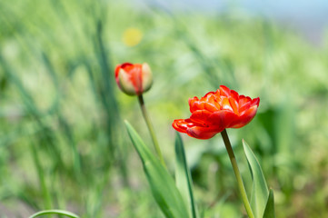 Obraz premium Blooming tulip