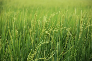Rice fields in Rayong at Thailand